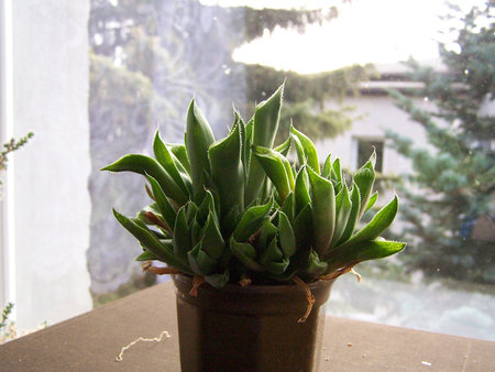 Haworthia magnifica.jpg