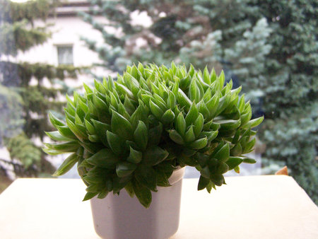 Haworthia mucronata2.jpg