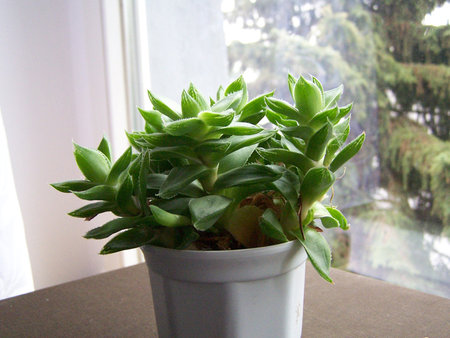 Haworthia planifolia.jpg