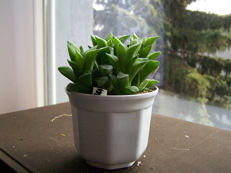 Haworthia pygmaea.jpg