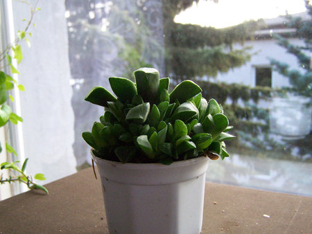 Haworthia retusa.jpg