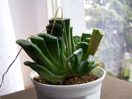 Haworthia truncata.jpg