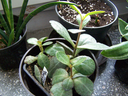 Kalanchoe humilis.jpg