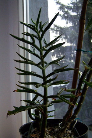 Kalanchoe kewensis.jpg