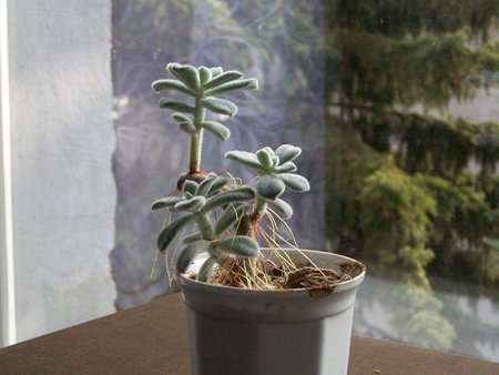 Kalanchoe tomentosa.jpg