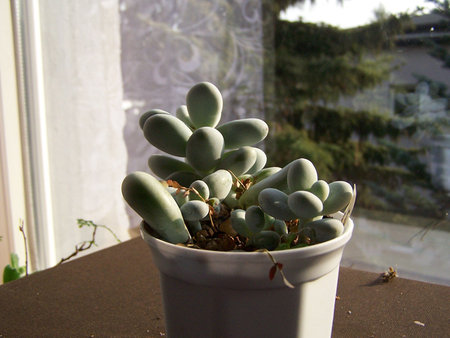 Pachyphytum oviferum.jpg