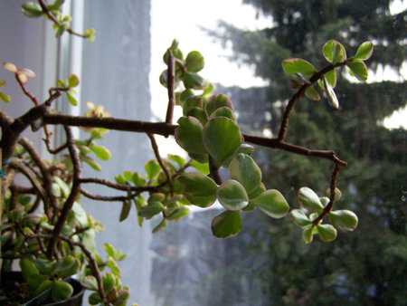 Portulacaria afra 'Variegata'2.jpg