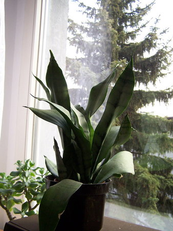 Sansevieria 'Moonshine'1.jpg