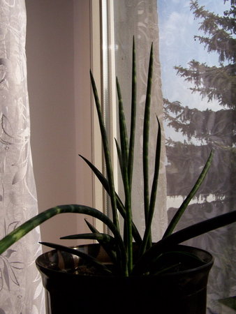 Sansevieria być może gracilis.jpg