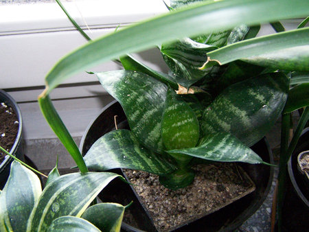 Sansevieria trifasciata 'Hahnii'_na wymianę.jpg