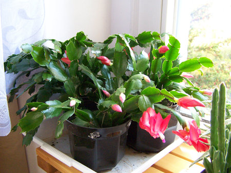 Schlumbergera2.jpg