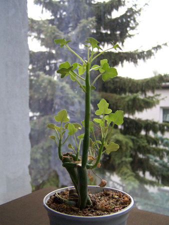 Senecio articulatus.jpg