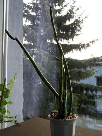 Senecio stapeliiformis.jpg