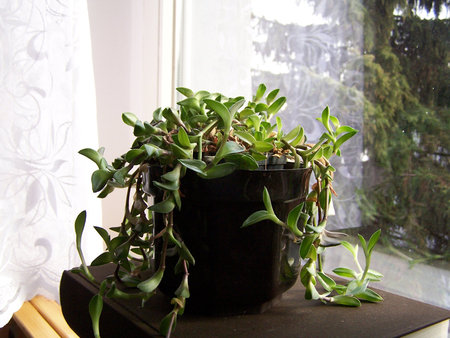 Tradescantia navicularis.jpg