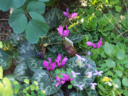 Cyclamen purpurascens.jpg