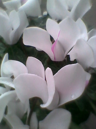Fiołek alpejski-Cyklamen perski kwiaty.jpg
