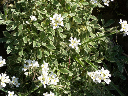 Arabis caucasica 'Variegata'.jpg