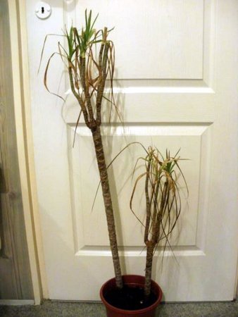 dracena całość.jpeg