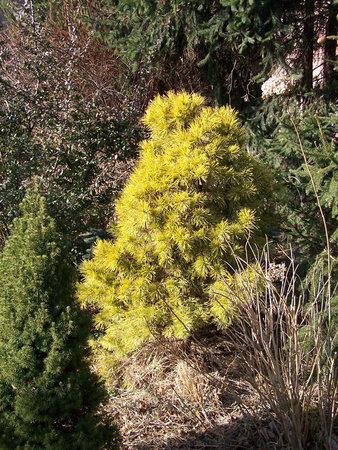 Pinus sylvestris Winter Gold.jpg
