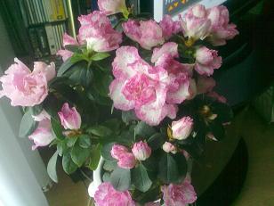 różowa azali pień kwiat.JPG