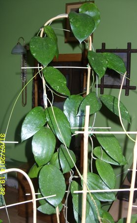 H. cinnamomifolia var.JPG