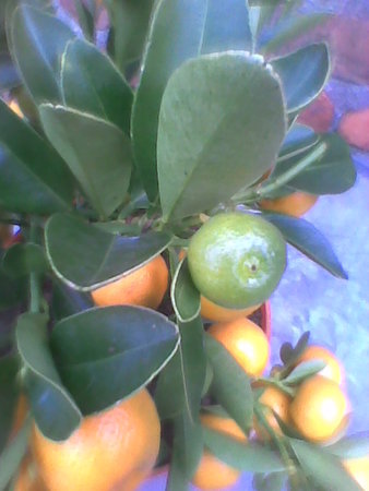 Kalamondyna z małymi owocami.jpg