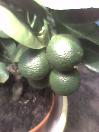Kalamondyna zielone owoce.jpg