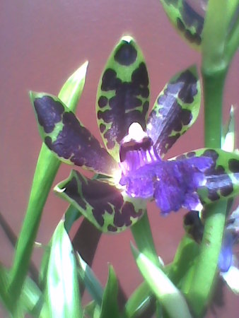 Zygopetalum (storczyk)-zbliżenie na kwiat.jpg