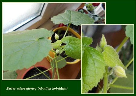 Zaślaz mieszańcowy (Abutilon hybridum).jpg