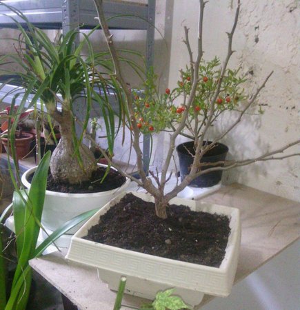 Bougenwilla bonsai.jpg