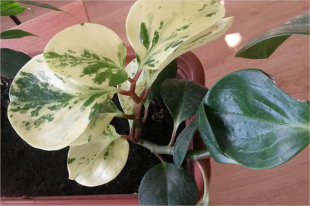 Peperomia.jpg