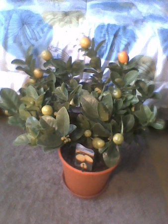 fukushu kumquat.jpg