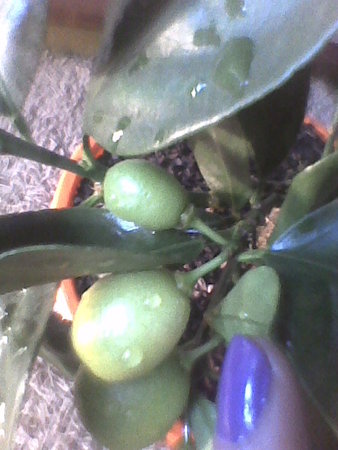 fukushu kumquat zielone owoce.jpg