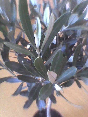 Oliwka europejska  drzewo oliwne Olea europaea korona.jpg