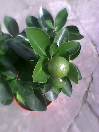 Kalamondyna zielone owoce.jpg
