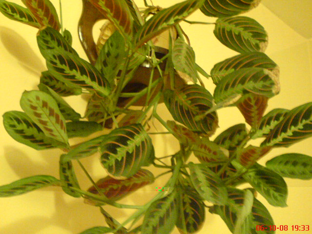 maranta.jpg