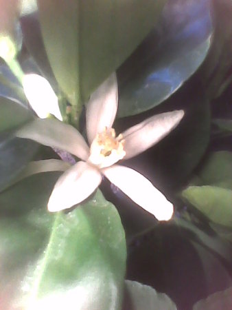 kwiatuszek kalamondyny.jpg