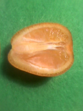 fukushu kumquat połówka owocu.jpg