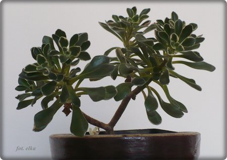aichryson-variegata.JPG