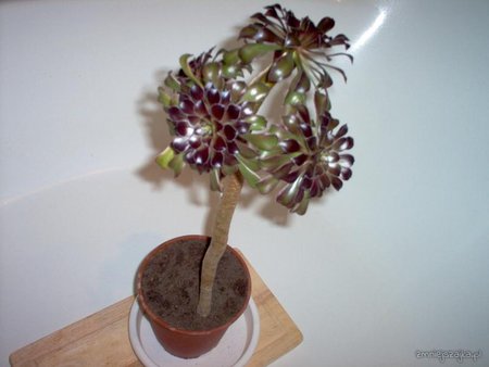 aeonium cz..jpg