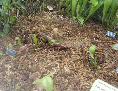 ro15 darlingtonia californica la plante cobra.JPG