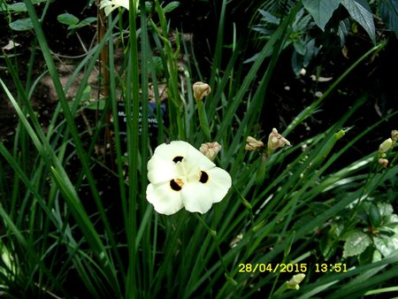 p 30 dietes bicolor.JPG