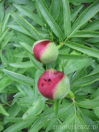 peonia majowa.jpg