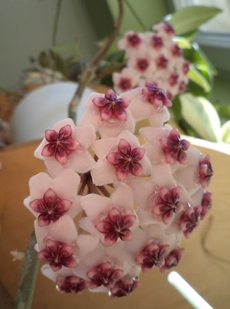 Hoya obovata.jpg