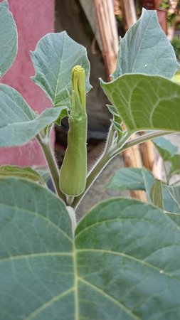 datura2.JPG