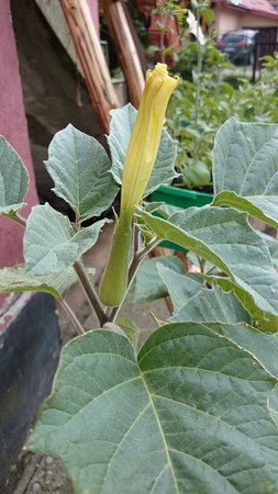 datura4.JPG