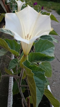 datura5.JPG