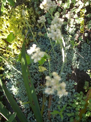 ukwap dwupienny Antennaria dioica.Australis'.jpg
