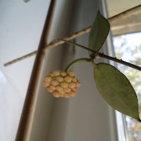 hoya_lacunosa.jpg