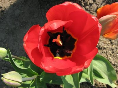 Tulipan mieszaniec Darwina 'Apeldoorn'.JPG